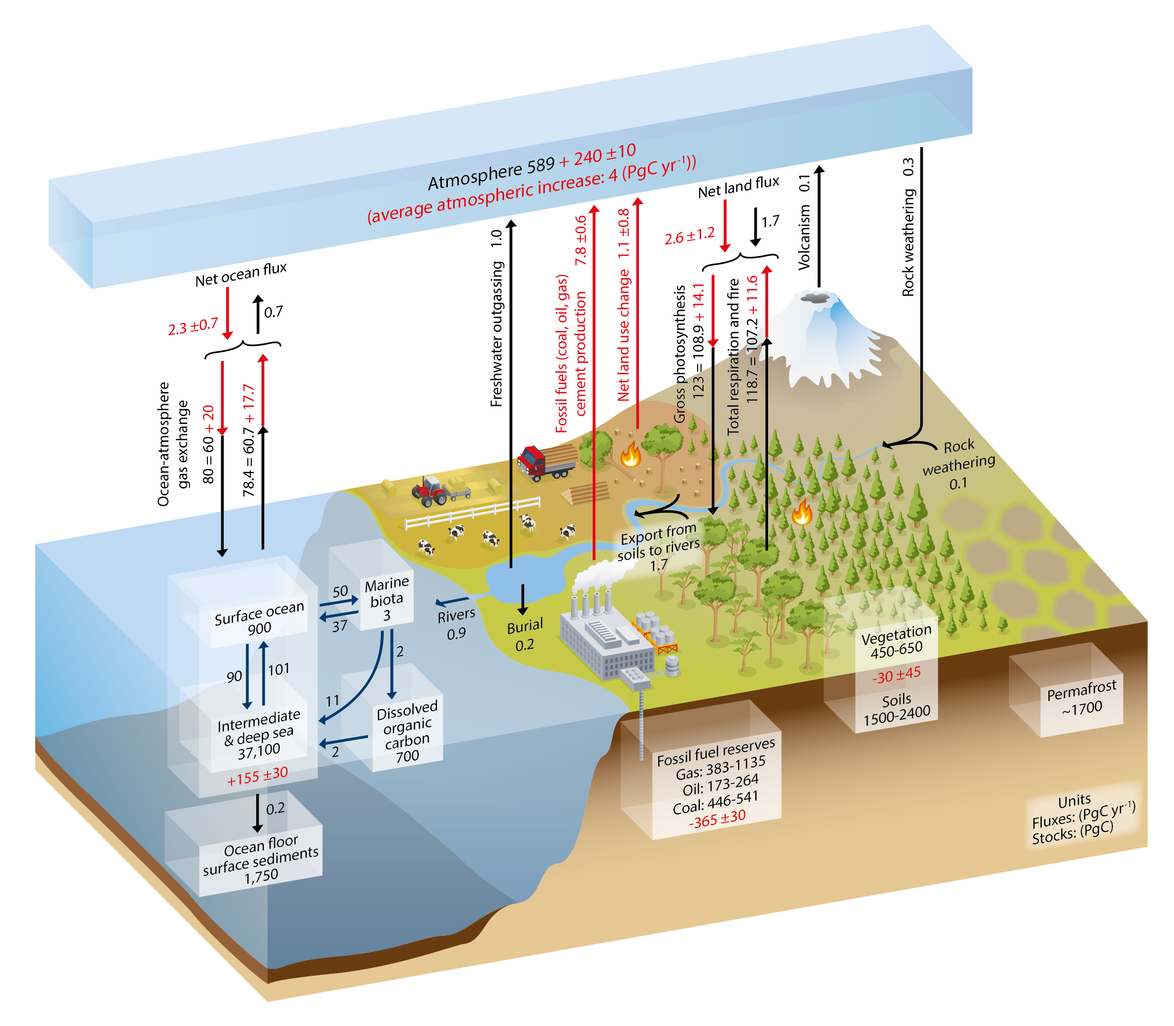 IPCC global C cycle